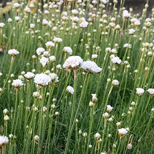 Thompson and Morgan Armeria maritima Alba Sea Pink Thrift Hardy Perennial Spring and Summer Flowering Garden Plants, 3 x 1 Litre Pots