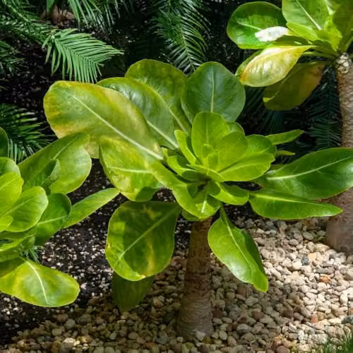 Thompson & Morgan Brighamia insignis Hawaiian Palm Houseplant with Fragrant Yellow Flowers, Pack of 2, 12cm Pot – 3