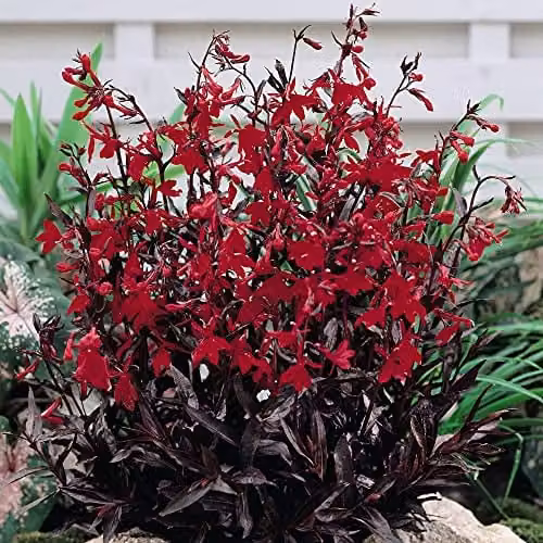 Thompson and Morgan Lobelia Queen Victoria Red Hardy Perennial Plug Plants, 6 Pack