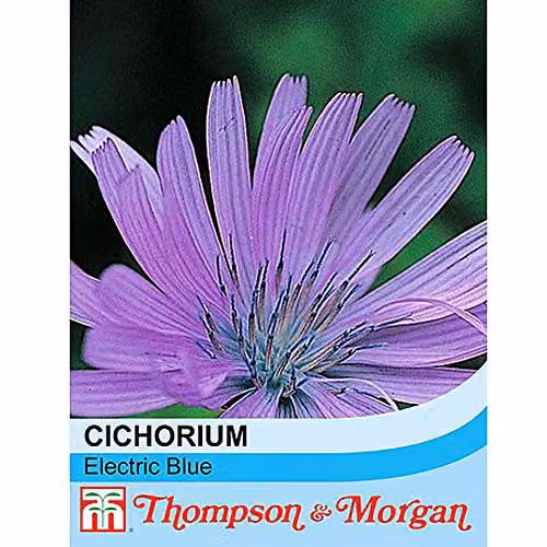 Thompson and Morgan Electric Blue Chicory Cichorium intybus Hardy Perennial Flower Seeds, 300 Seeds