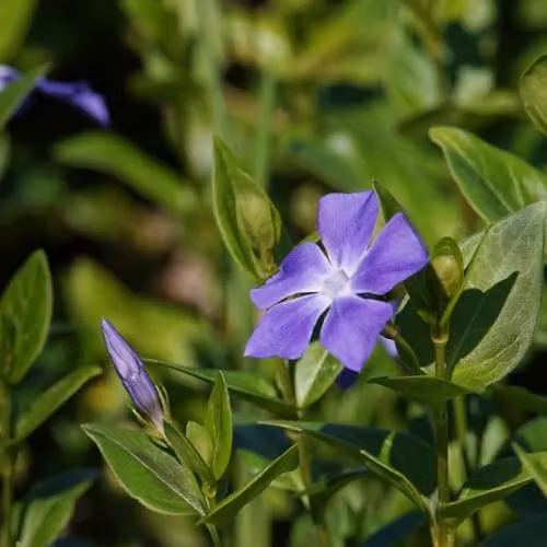 Thompson & Morgan Vinca Major Hardy Evergreen Periwinkle Ground Cover Plant with Blue Flowers, 2 x 9cm Pots – 3