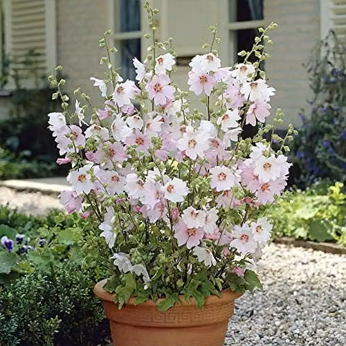 YouGarden 3 x Patio Lavatera Mallow Barnsley Baby Pink and White Perennial Flowering Plants in 9cm Pots