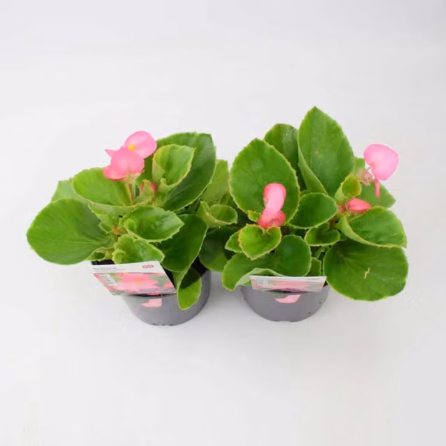 Plants by Post Aloe Succulent Houseplant in Pink and Green Ceramic Pot
