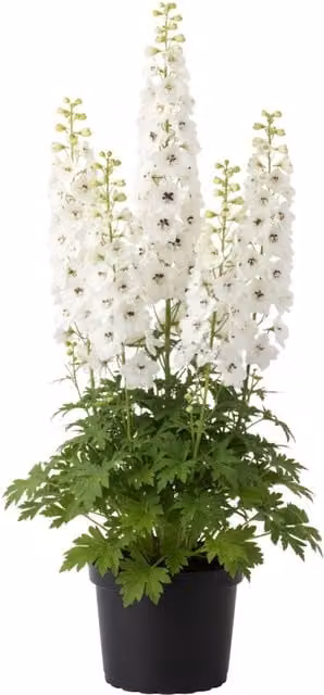 Plants by Post Delphinium Pacific Giants Galahad White Perennial Outdoor Plant, 1L Pot, Pack of 6