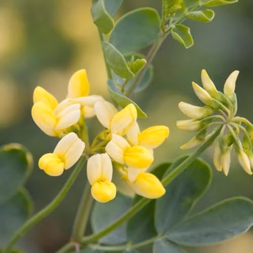 Thompson & Morgan Coronilla Citrina Fragrant Yellow Winter Flowering Ornamental Shrub, 3 x 3 Litre Potted Plants – 3