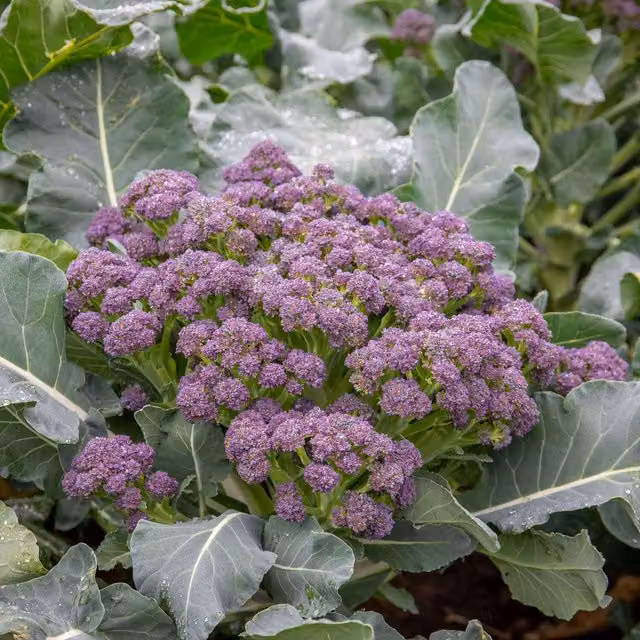 Marshalls Marabel F1 January King Cabbage Seeds, Green, 50 seeds