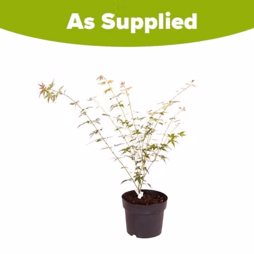 You Garden Japanese Maple Acer palmatum Orange Dream Ornamental Tree, 3L Pot – 5