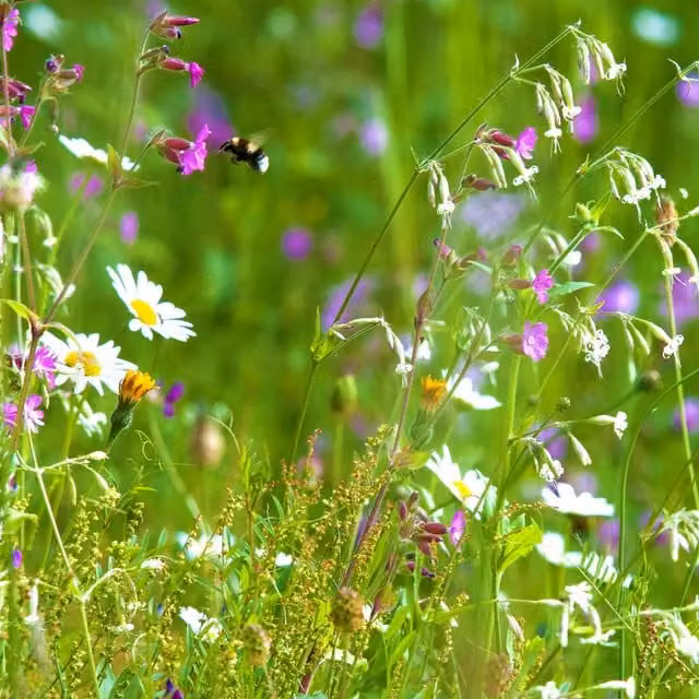 Pegdev Woodland and Heavy Shade Wild Flower Grass Mix Seed, 500g, Multicolour