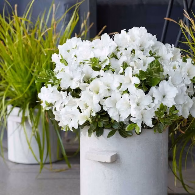 Marshalls Garden Azalea Encore Pure White Ornamental Shrub with Red Flowers