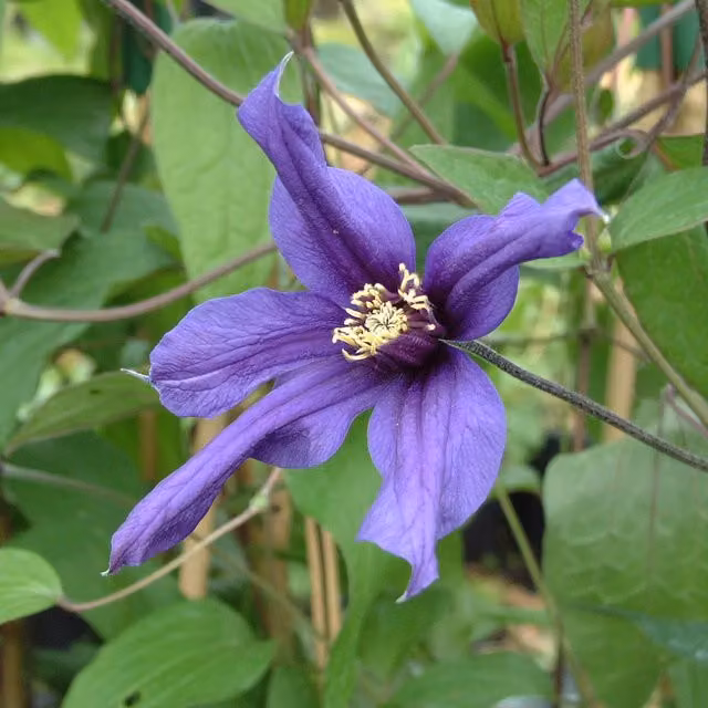 Plants By Post Clematis Petit Faucon Outdoor Climbing Plant in Blue and Purple