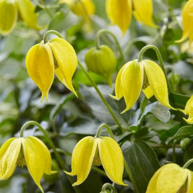 Plants By Post Clematis tangutica Little Lemons Perennial Climber with Bright Yellow and Silver Foliage