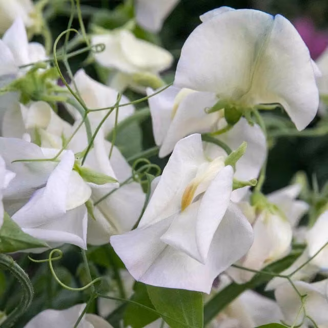 Marshalls Garden Utrillo Pea Seeds, Large-podded Late-season Shelling, Green