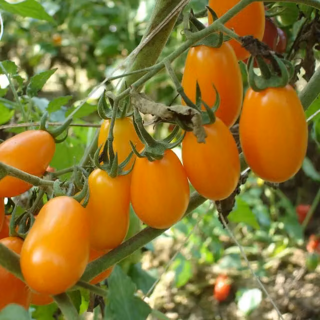 Marshalls Lizziebell Orange Baby Plum Cordon Tomato Seeds, 8 Seeds