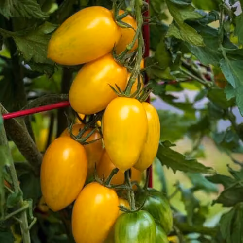 Thompson & Morgan Tomato Bliss F1 Yellow Striped Snackable Fruit Vegetable Seeds, 8 Seeds per Packet – 1