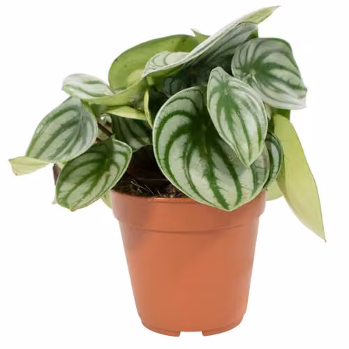 Thompson and Morgan Peperomia argyreia Houseplant with Silver and Green Striped Foliage, 1x 12cm Pot – 2