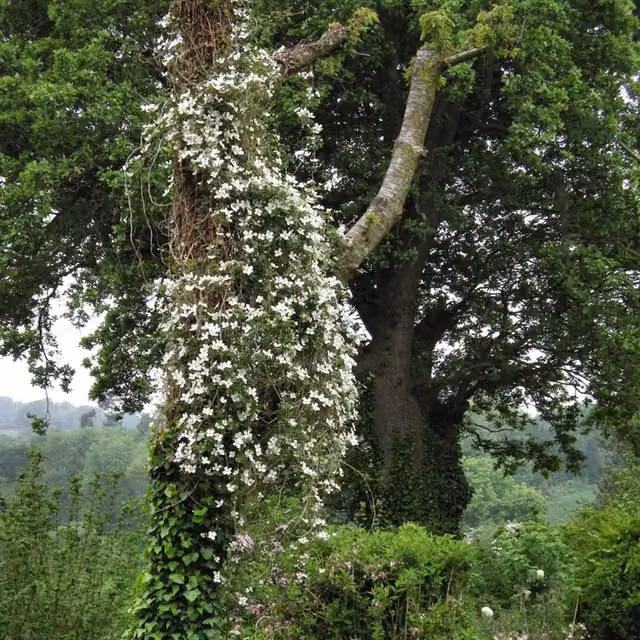Plants By Post Clematis montana Grandiflora White Outdoor Climbing Plant