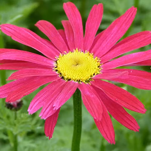 Thompson and Morgan Pyrethrum Tanacetum Chrysanthemum coccineum T&M Single Mixed Pink Painted Daisy Hardy Perennial Flower Seeds (Approx. 100 Seeds)