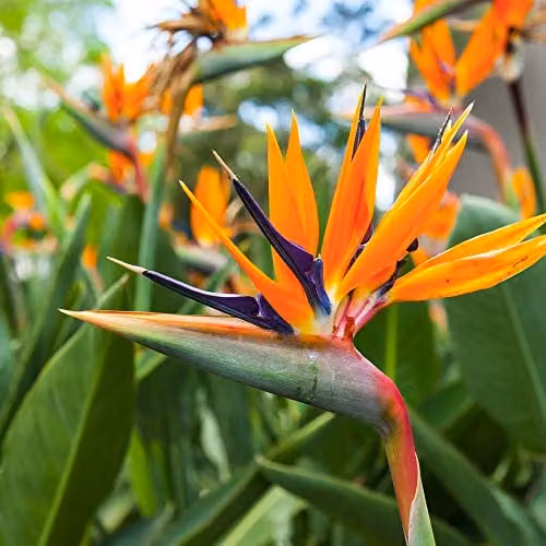 Thompson and Morgan Strelitzia Bird of Paradise Flowering Perennial Plant, 1 x 9cm Pot