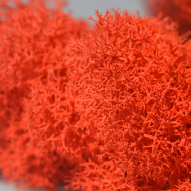 Natural Crafts Red Coloured Reindeer Moss