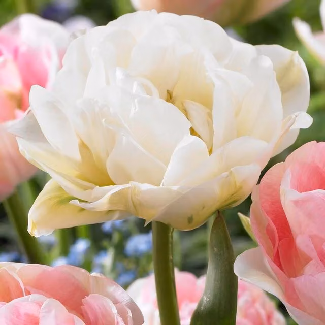 Plants By Post White Tulip Mount Tacoma Bulbs, Pack of 15