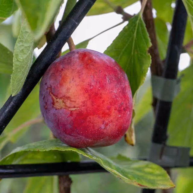 Marshalls Garden Patio Plum Opal Fruit Tree with Purple, Red, Gold and White Fruit