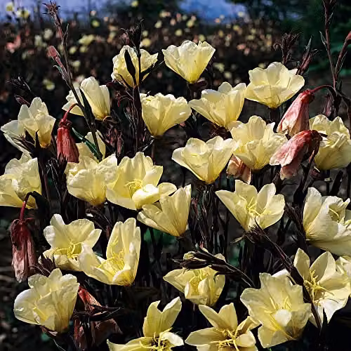 Thompson and Morgan Oenothera Lemon Sunset Evening Primrose Seeds with Yellow Blooms, 30 Seeds – 2