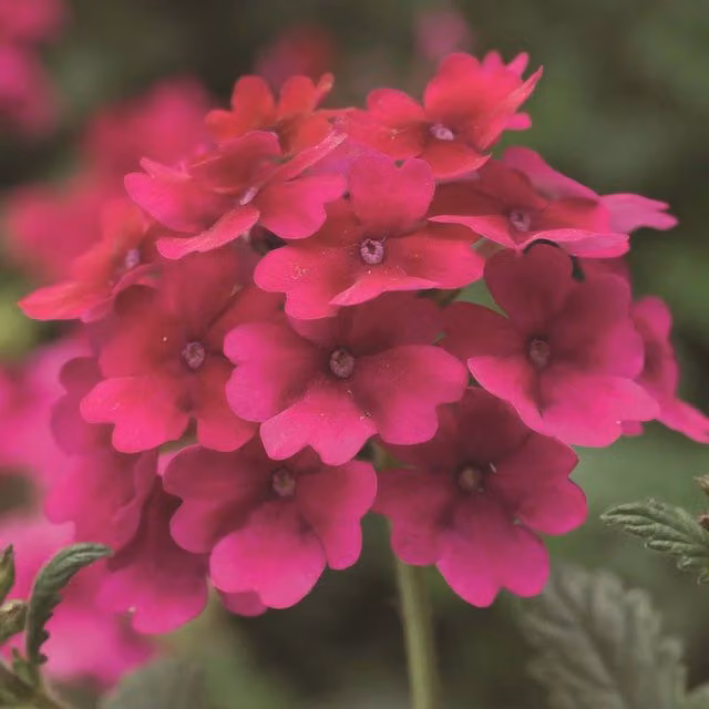 Plants By Post Verbena Lanai Raspberry Trailing Garden Bedding Plants, Red/Pink, 3 x 9cm Pots