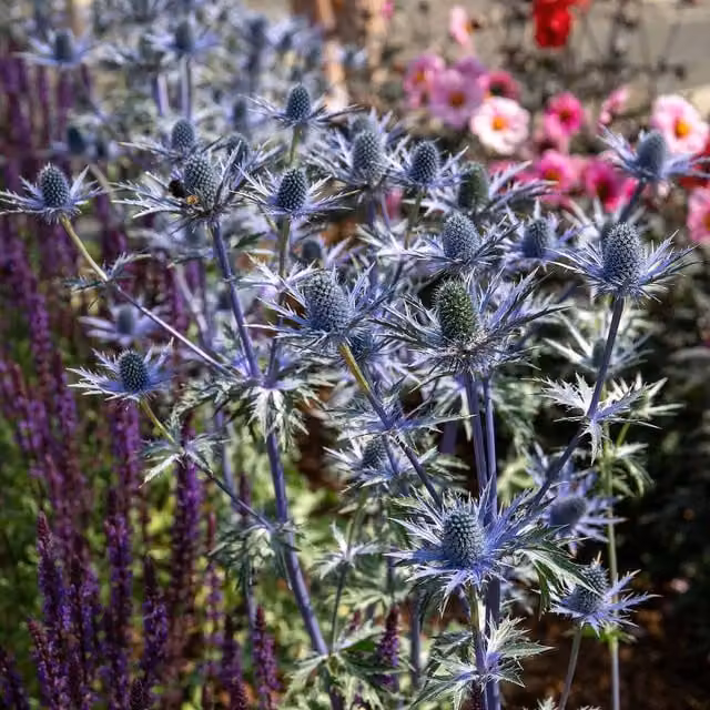 Marshalls Garden Eryngium Big Blue Sea Holly Perennial Plant, Blue/Grey, 9cm Pot