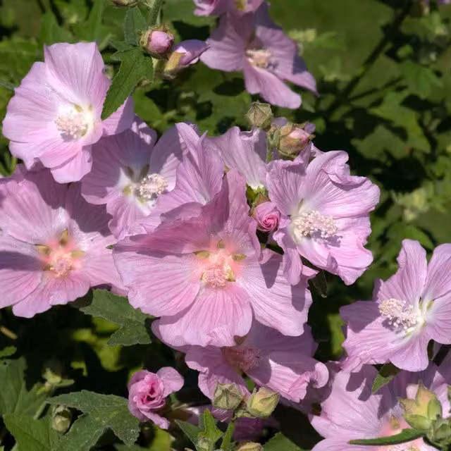 Marshalls Garden Lavatera Marshmallow Strawberry Cream Pink Ornamental Shrub