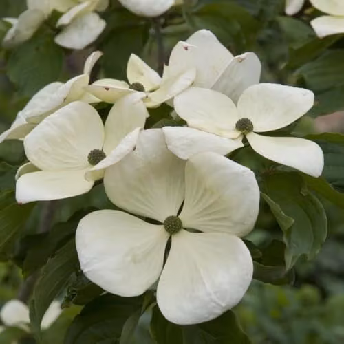 Thompson & Morgan Cornus kousa Venus Dogwood Tree with White Flowers and Berries, 25 Litre Pot