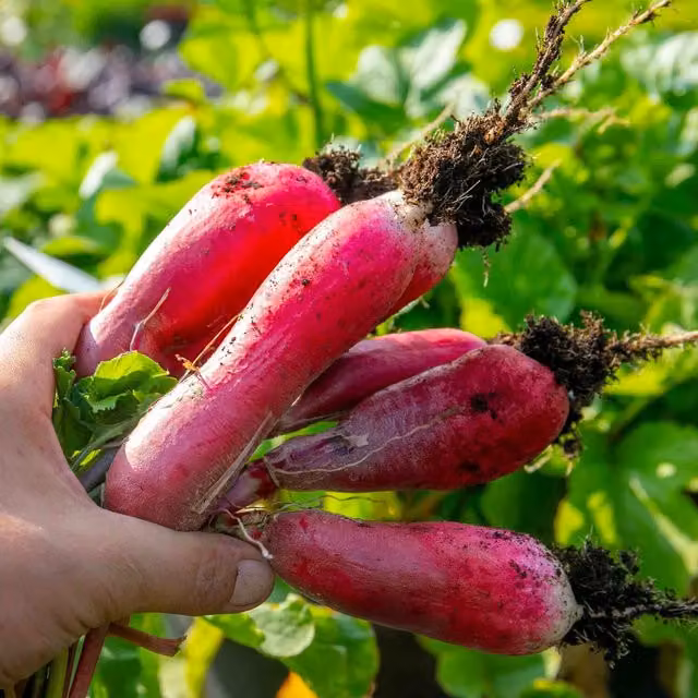 Marshalls Garden French Breakfast Radish Seeds, Red and White Variety