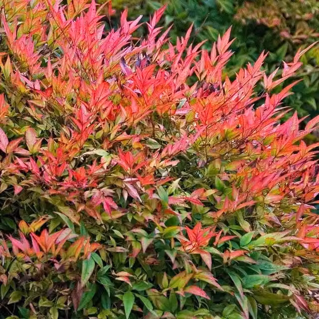 Direct Plants Nandina Domestica Heavenly Bamboo Ornamental Shrub, Green, Red and Multicolour, 5 Litre Pot
