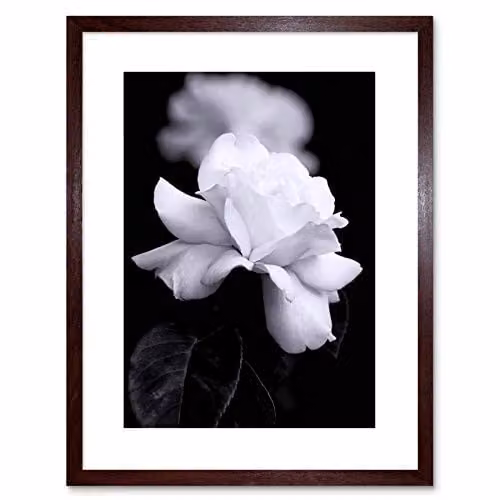 Wee Blue Coo Black and White Rose Petal Floral Framed Wall Art Photograph – 1