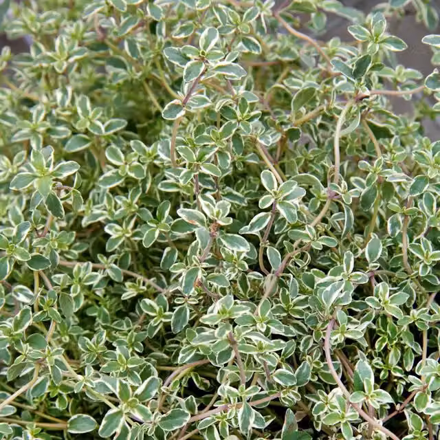 Marshalls Garden Thyme Silver Posie Perennial Herb
