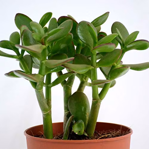 Thompson & Morgan 2 Crassula Ovata Jade Plant Succulents with Green Leaves in 12cm Pots – 5