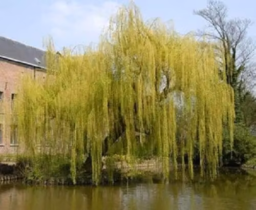 Direct Plants Salix Chrysocoma Weeping Willow Ornamental Tree, Yellow and Green, 182.88 cm Tall, Supplied in a 12 Litre Pot