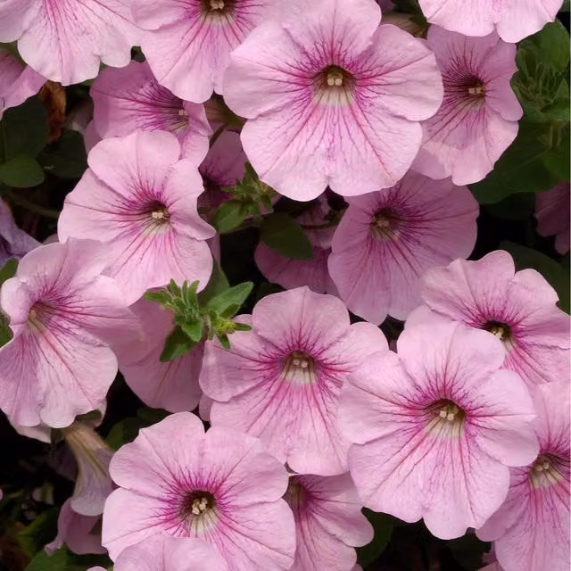Plants By Post Petunia Surfinia Sweet Pink Bedding Plants, Pack of 3, 9cm Pots