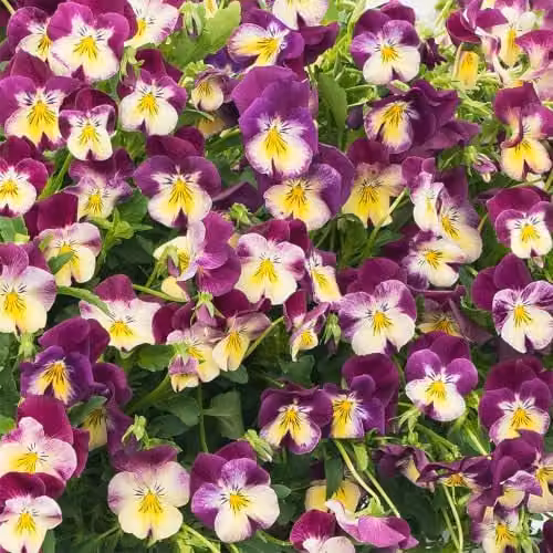Plant Theory 3 Pansy Cool Wave Raspberry Swirl Bedding Plants in 9cm Pots