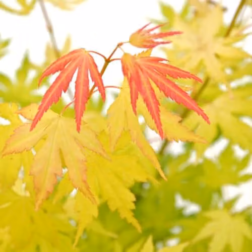 Thompson & Morgan Acer palmatum Orange Dream Hardy Japanese Maple Ornamental Tree, 1x 15cm Potted Plant – 2