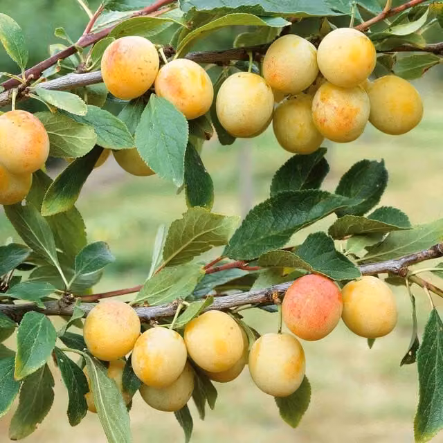 Marshalls Mirabelle de Nancy Plum Fruit Tree with Yellow and Purple Fruit