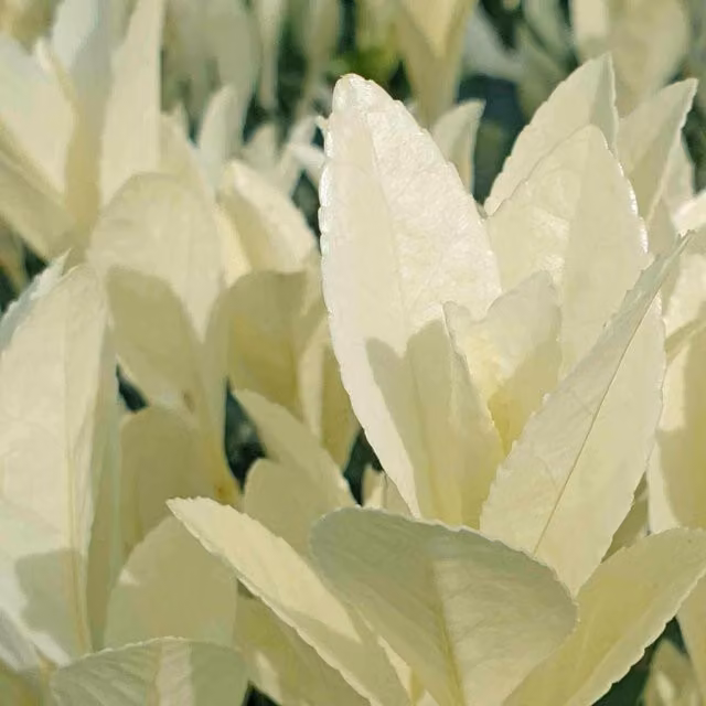 Marshalls Euonymus Himalaya Green Ornamental Garden Hedge Shrub