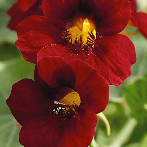 Thompson and Morgan Nasturtium Crimson Emperor Seeds, Red Blooms, 30 Seeds