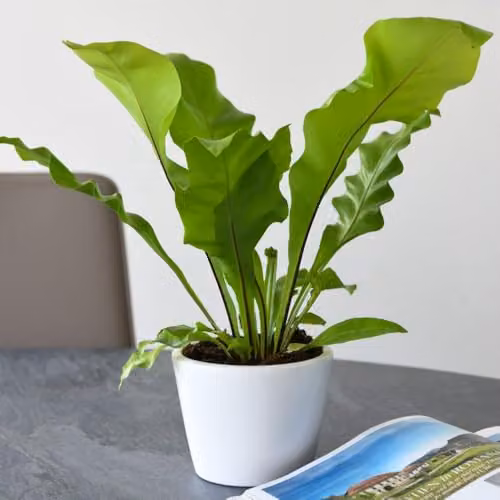 Thompson & Morgan Asplenium Nidus Bird's Nest Fern, Pack of 2, 12cm Pot, Green Indoor Plant – 3