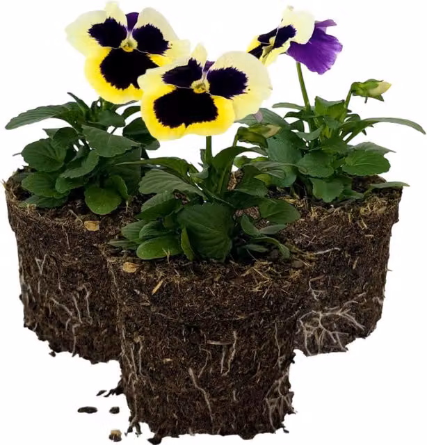 Plants By Post Pansy Delta Pro Violet and White Potted Plants, 3 Pack