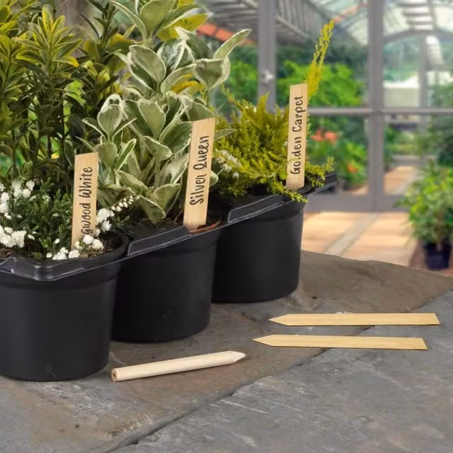 Ambassador 10 Natural Bamboo Plant Labels with Pencil Markers, 15 cm