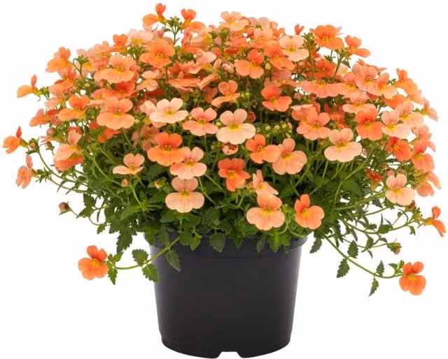 Plants By Post Diascia Trinity Sunset Orange Bedding Plants, Pack of 3
