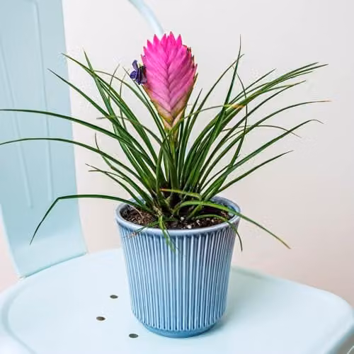 YouGarden Tillandsia Cyanea Pink Quill Flowering Tropical Indoor Houseplant, 9cm Pot – 1