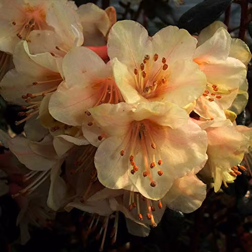 Thompson & Morgan Hardy Perennial Rhododendron Barnaby Sunset Flowering Evergreen Dwarf Ornamental Shrub, Pink and Yellow, 1 x 3 Litre Pot