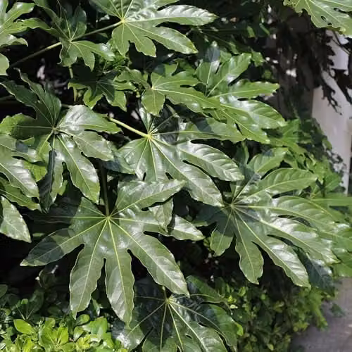 Thompson and Morgan Fatsia Japonica Architectural Evergreen Ornamental Shrub, 3 x 3.5 Litre Pots – 1