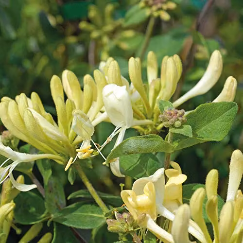 Thompson & Morgan Hardy Perennial Honeysuckle Scentsation Deciduous Flowering Climber, 2 x 3 Litre Pots – 3
